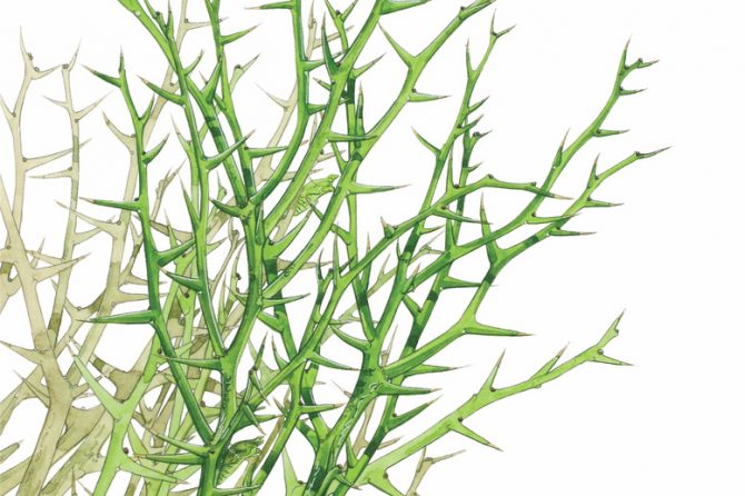 アゲハチョウを見つけるならトゲのある「カラタチ」の木をチェック！花の写真もあり