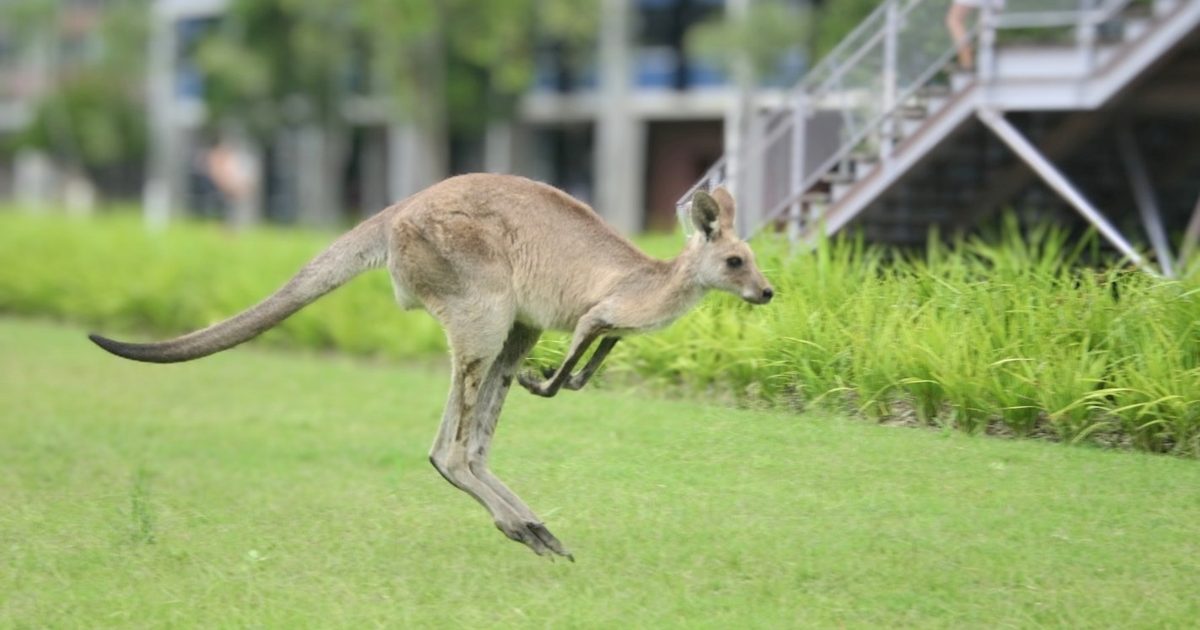 カンガルー sddefault.jpg