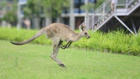 カンガルーの天敵は？袋の中は？ジャンプ力はどのくらい？【動物ドッキリクイズ・その2】