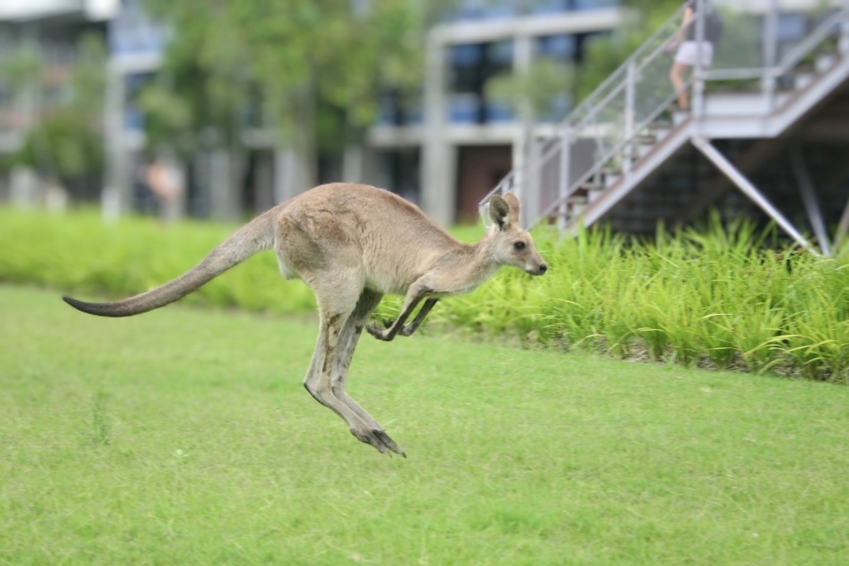 カンガルーの天敵は？袋の中は？ジャンプ力はどのくらい？【動物ドッキリクイズ・その2】