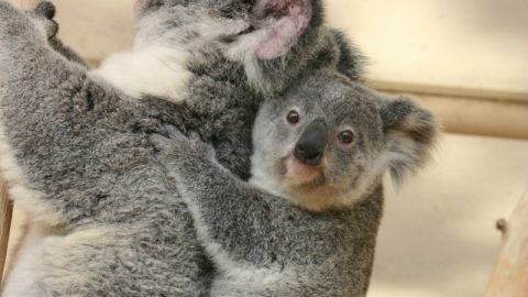 コアラの睡眠時間は？野生のコアラを見つける方法は？ほか全4問！【動物ドッキリクイズ・その１】