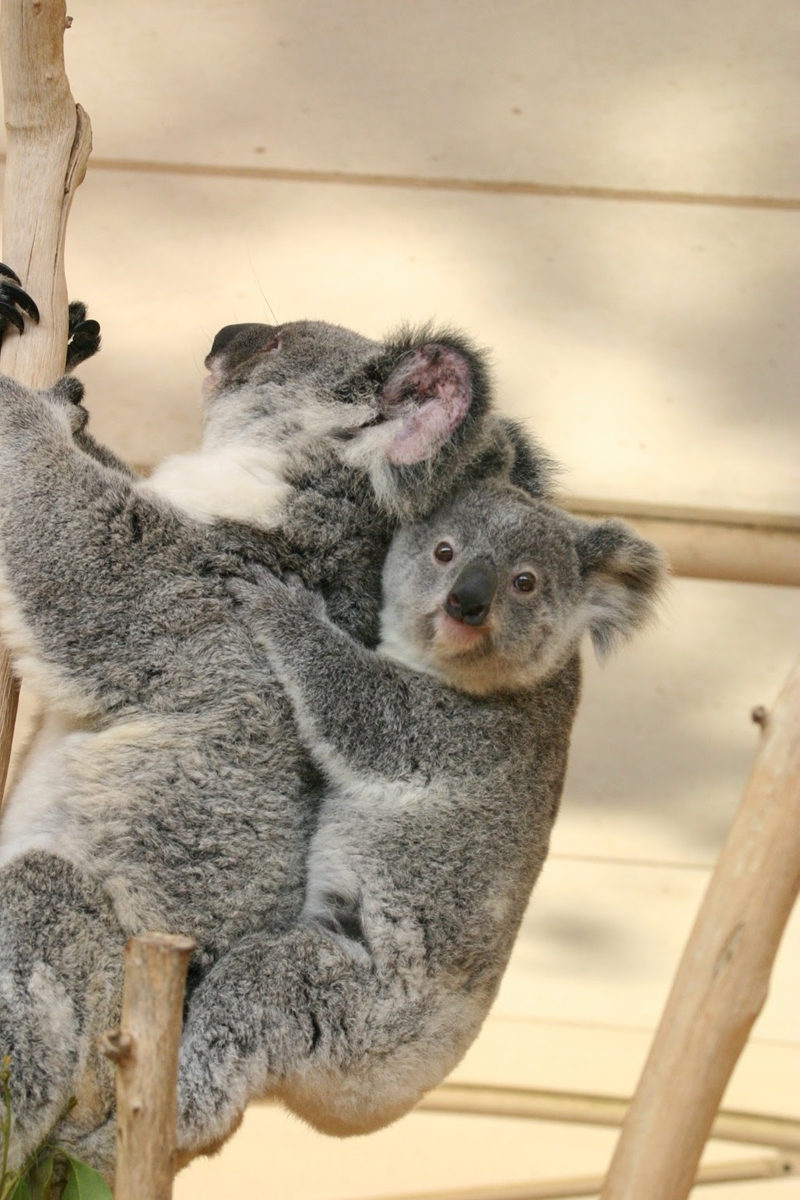 コアラの睡眠時間は？野生のコアラを見つける方法は？ほか全4問！【動物ドッキリクイズ・その１】