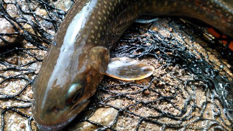 渓流ルアーの醍醐味は上流にあり！道具の選び方、魚がいる３つのポイントを紹介