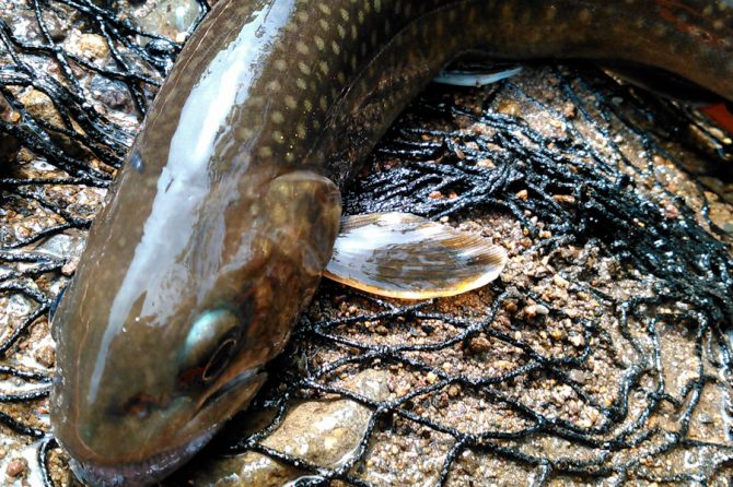 渓流ルアーの醍醐味は上流にあり！道具の選び方、魚がいる３つのポイントを紹介