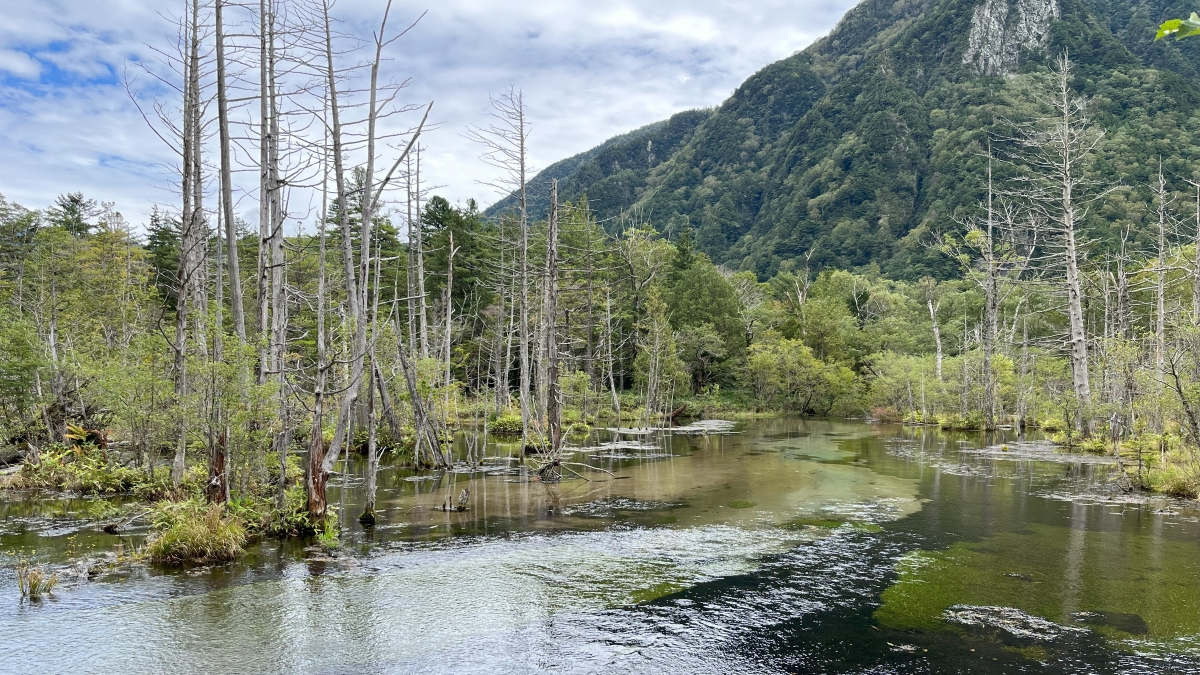 岳沢湿原