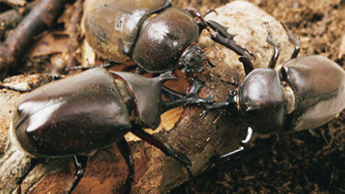 カブトムシがエサに群がっている様子。