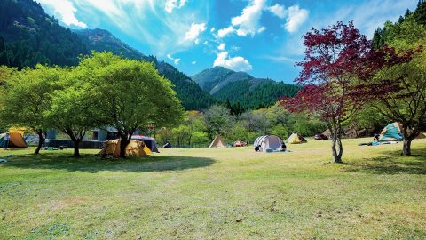 クワガタが集まる木ってどんな木？王道の木から意外と知られていない木まで紹介！
