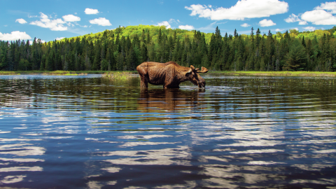 巨大ムースを激撮！カヌー旅で出合ったカナダ・オンタリオ州の自然美