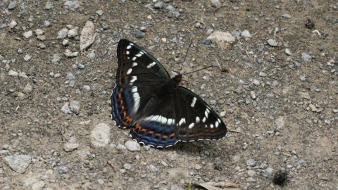 虫屋が狙うチョウ「オオイチモンジ」とは？ 本州では採集禁止だが…