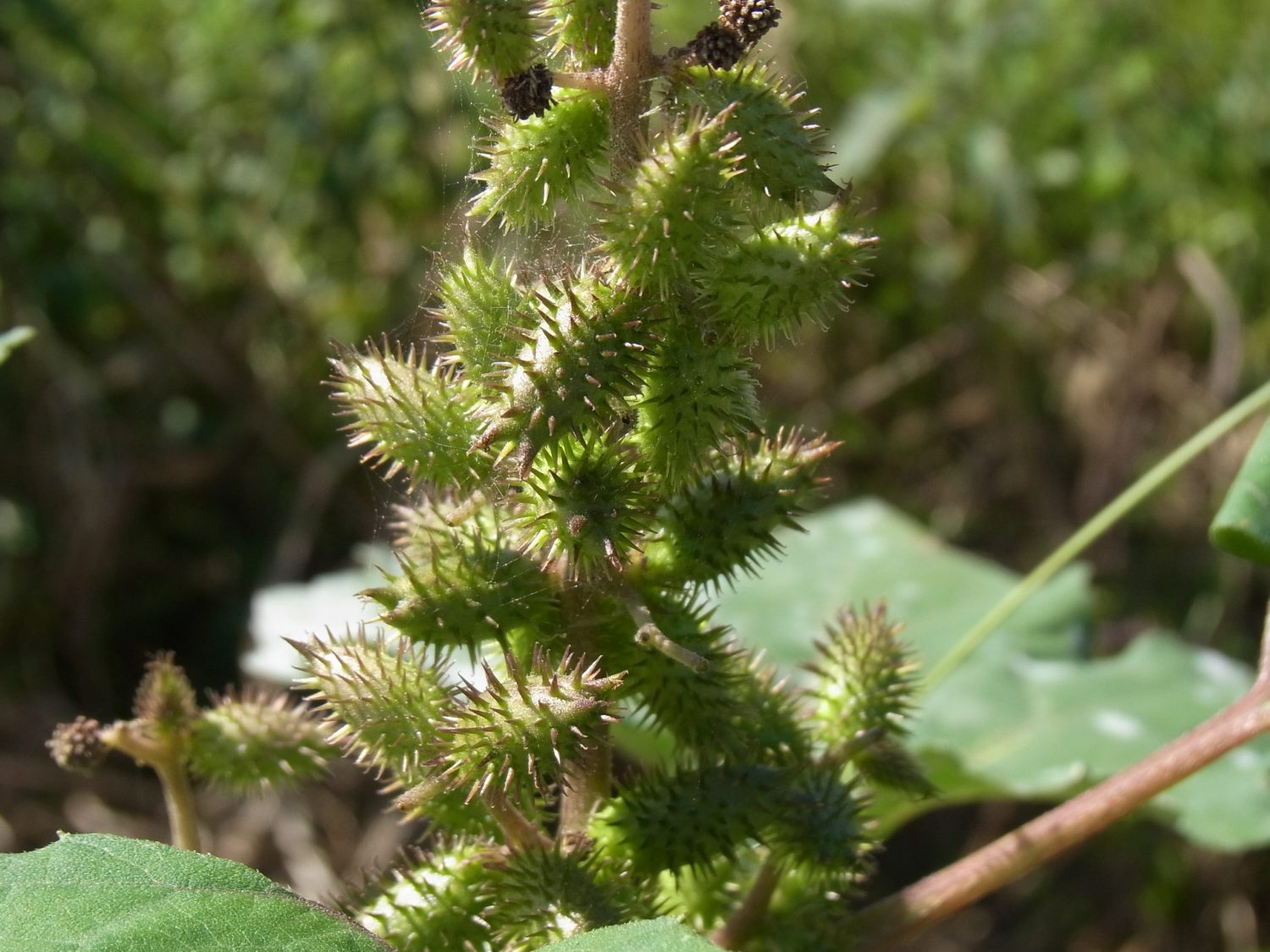 雑草　オナモミ