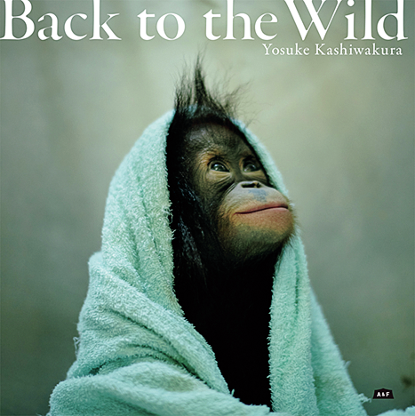 『Back to the Wild 森を失ったオランウータン』