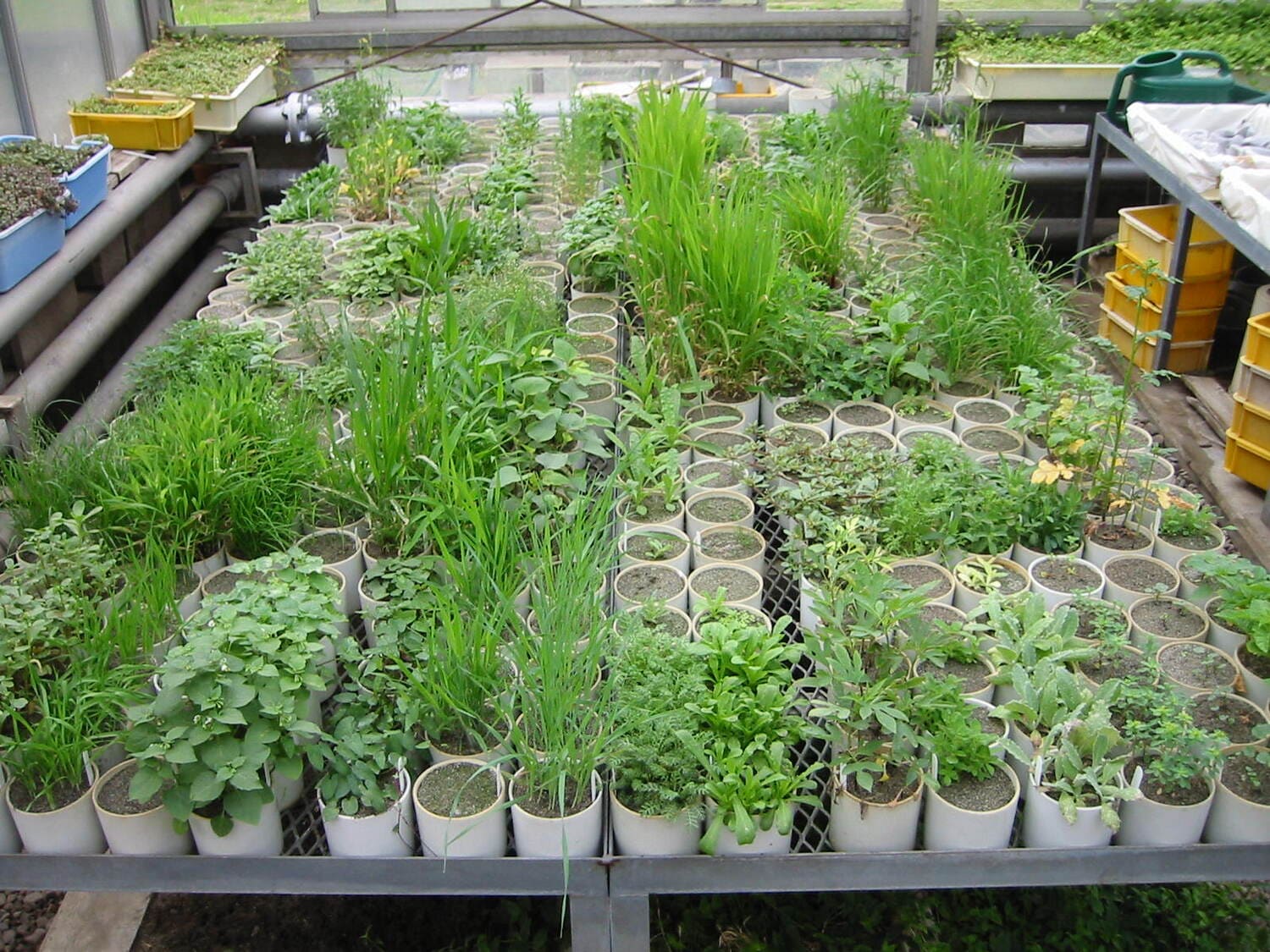 鉢植え