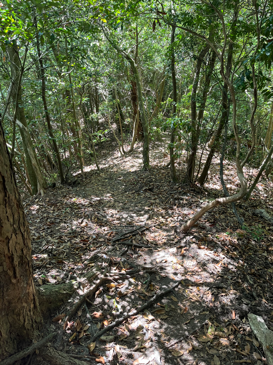 木の根も多い山道