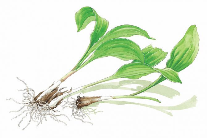 食べ方は？どんな花が咲く？牧野富太郎が命名した「ギョウジャニンニク」