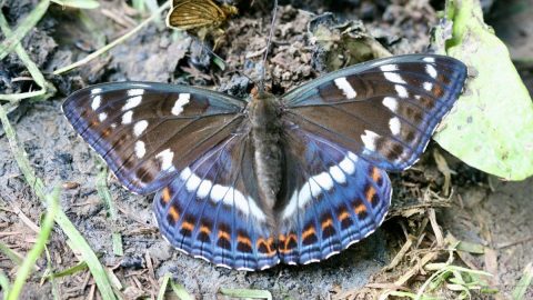 「チョウを追いかけると天国にいける！」40すぎて昆虫採集にどハマりした元ビーパル編集者の激白