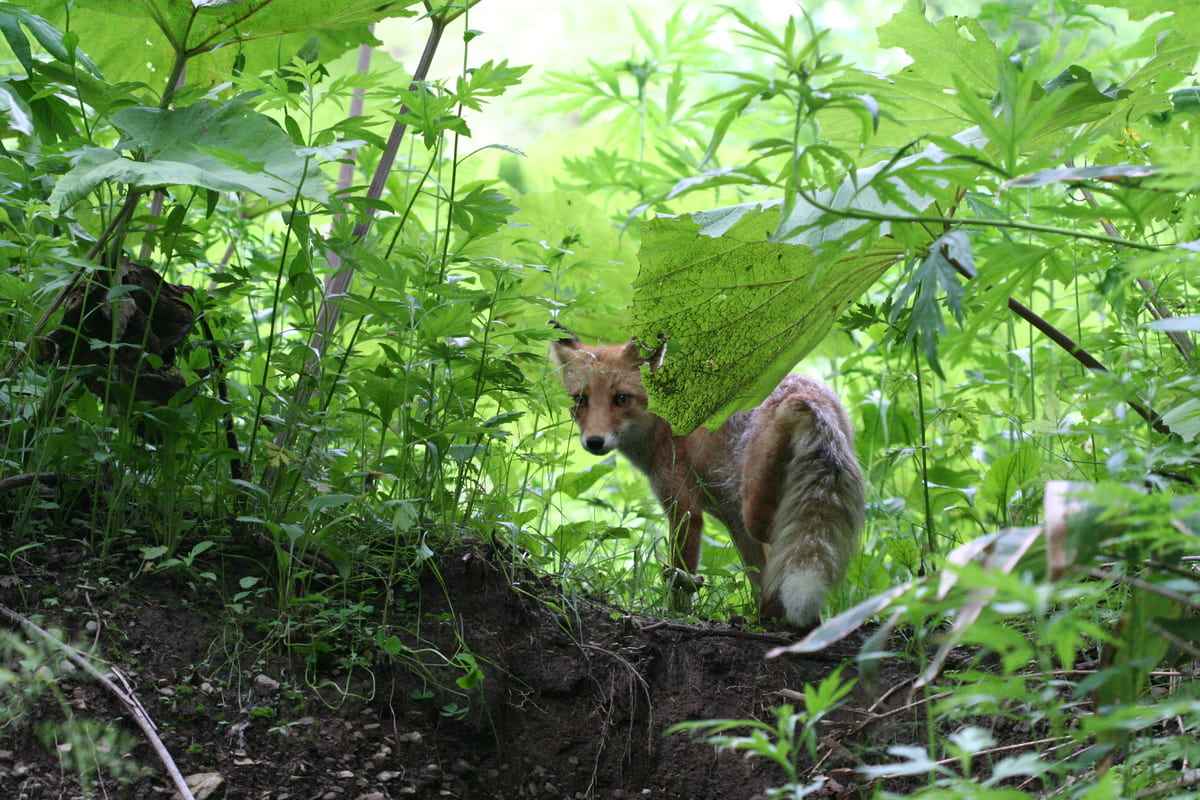 キタキツネ
