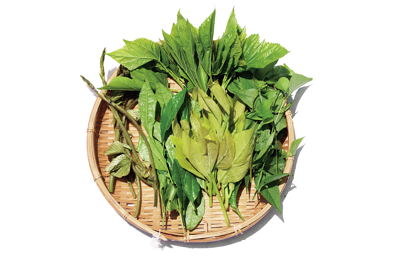 クワ（右上）、お茶の葉（左上）、ナンテンハギ （右下）、カキの葉（中下）、クズ（左下）