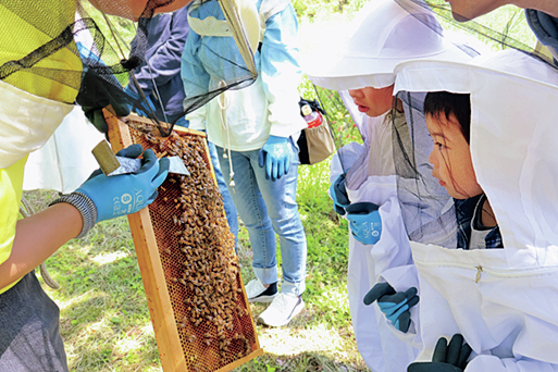 Bee Camp Field
