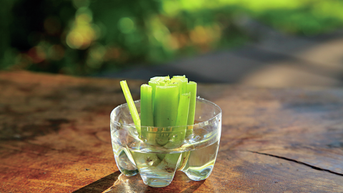 スーパーで買った野菜をリボベジしてミニ菜園を楽しんでみない？