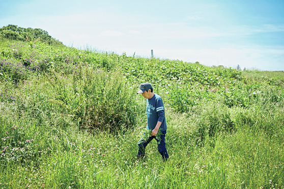 野草探し