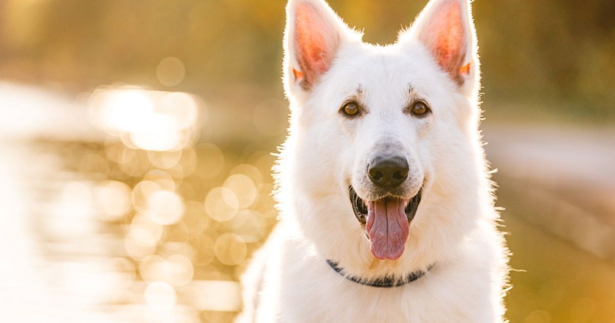 プロに教えてもらいました！アウトドアで愛犬を撮影するコツとは【災害