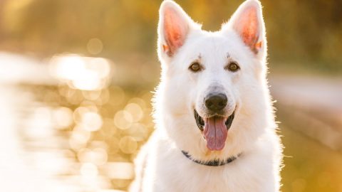 プロに教えてもらいました！アウトドアで愛犬を撮影するコツとは【災害救助犬コアと家族の日記 Vol.17】