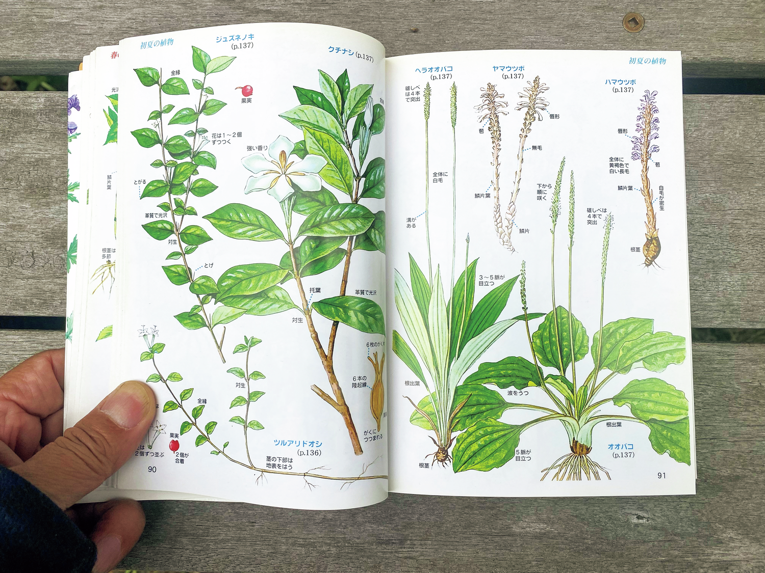 野草の本