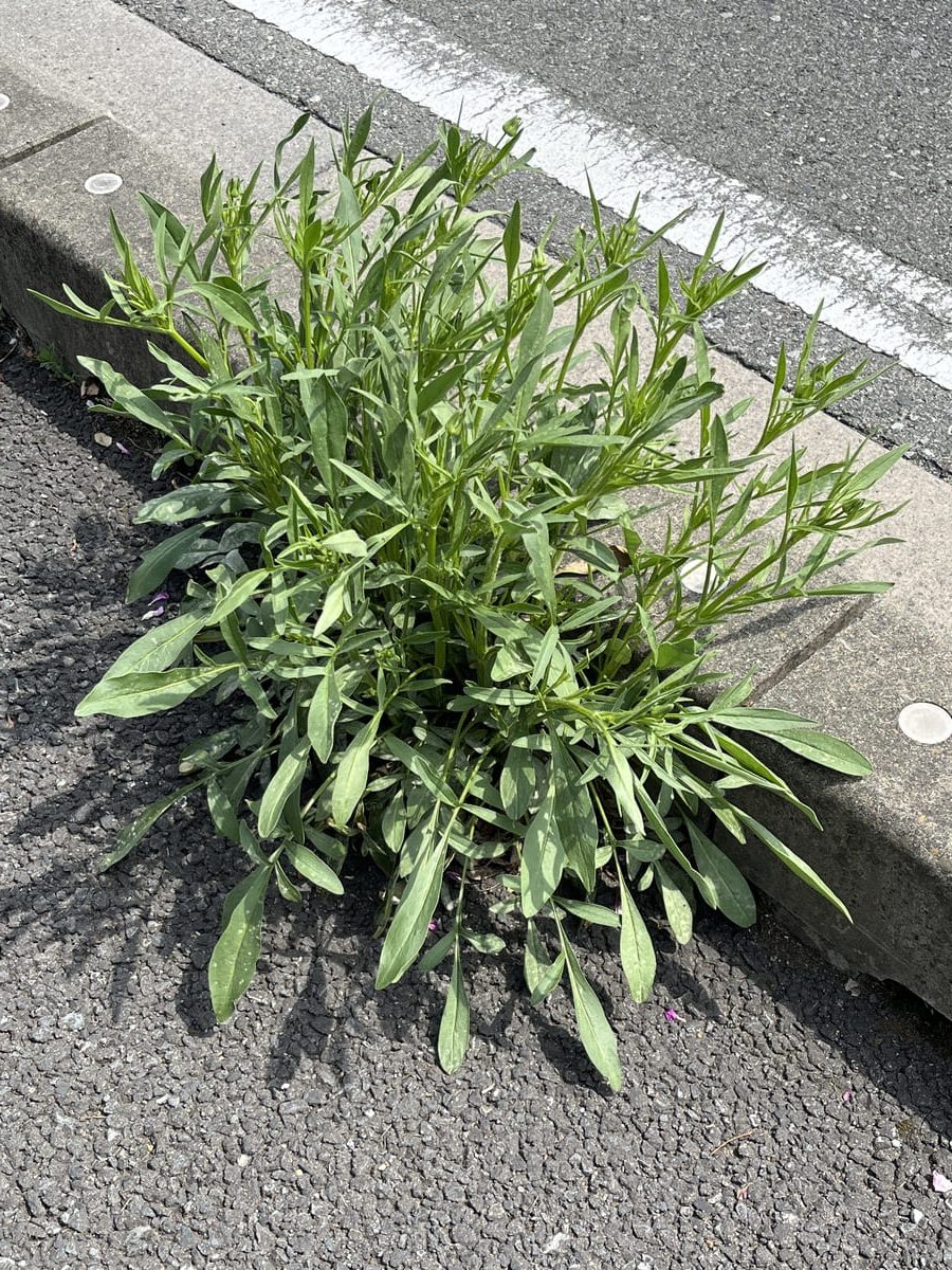 オオキンケイギク