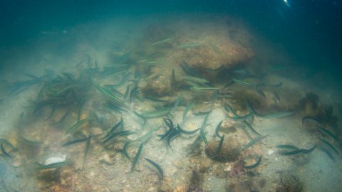 キビナゴの大産卵を見つけた！海中が真っ白な雲に包まれる…？