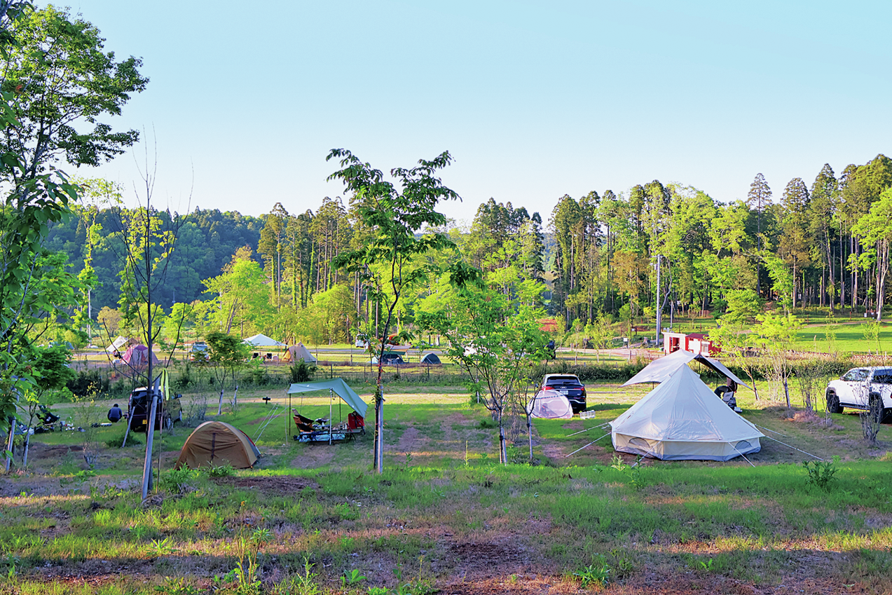 Bee Camp Field