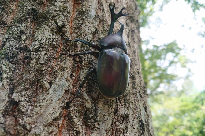 カブトムシ取りはキャンプ場でも見つかる!? 時期や見つける方法、捕まえ方も紹介