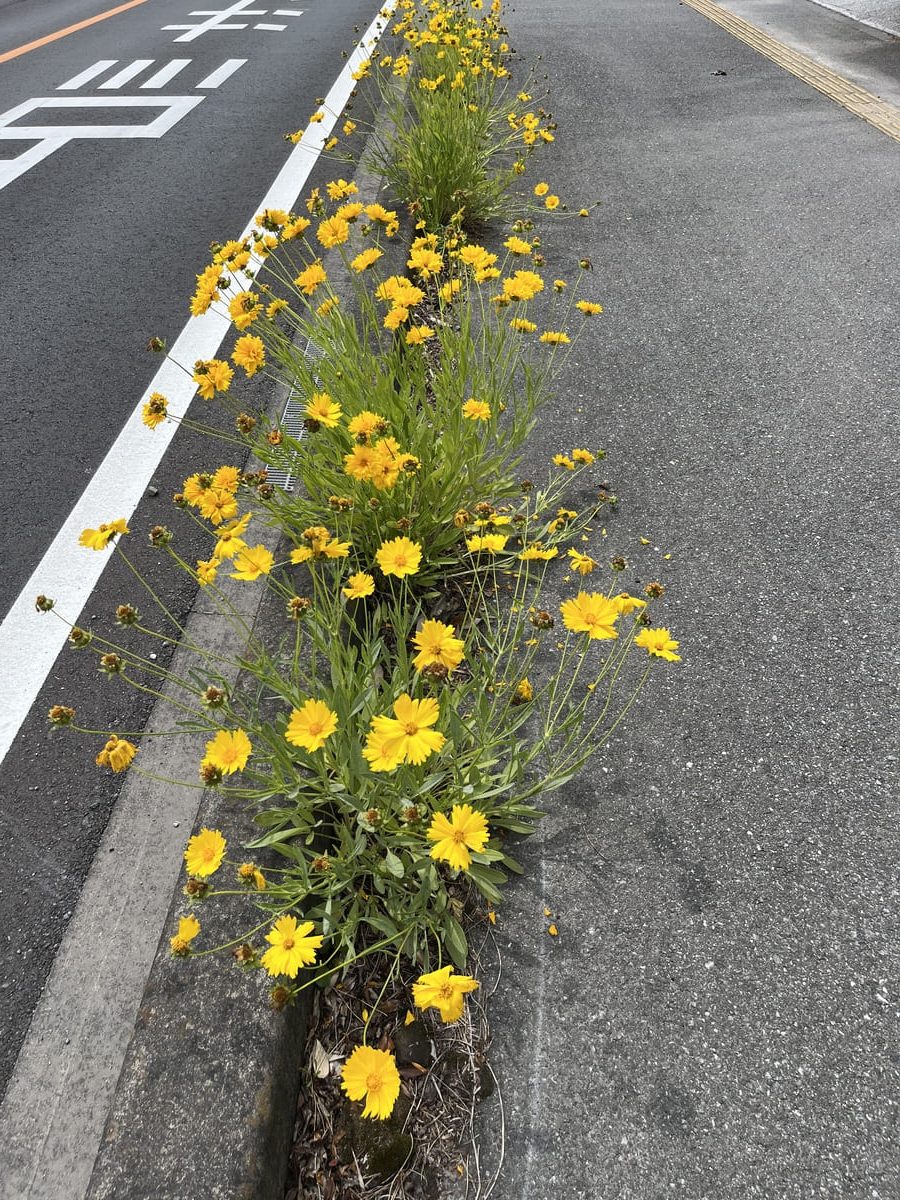 オオキンケイギク