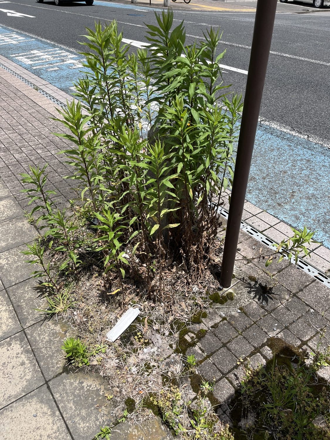 道路に生えたセイタカアワダチソウ