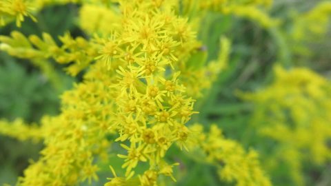 セイタカアワダチソウって花粉症の原因なの？外来雑草の駆除法と観察のコツ