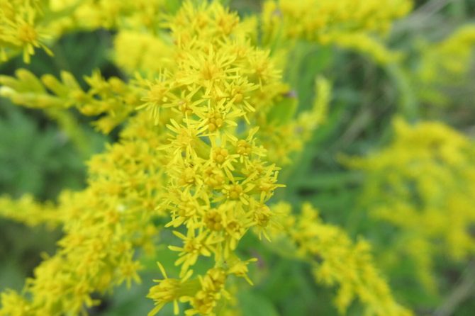セイタカアワダチソウって花粉症の原因なの？外来雑草の駆除法と観察のコツ