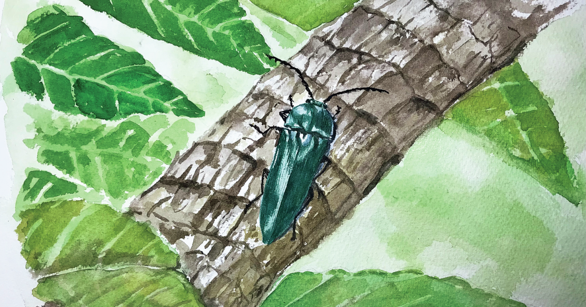虫の絵の描き方、おもしろ樹木探し…すぐ始められる自然観察の楽しみ方3