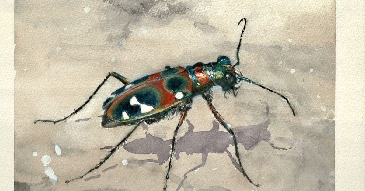 絵画「北海道 虫類川にて」　水彩画 絵画「北海道 虫類川にて」 水彩画 - メルカリ