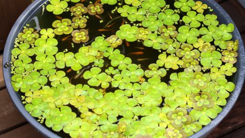ある日メダカがやって来た！屋外飼育、繁殖にも成功。飛行機に乗せて金沢の親戚の家にも