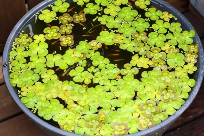 ある日メダカがやって来た！屋外飼育、繁殖にも成功。飛行機に乗せて金沢の親戚の家にも