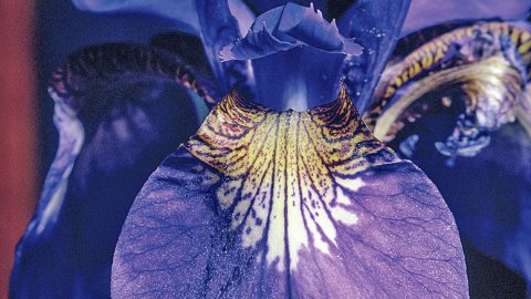 アヤメとカキツバタ、よく似たふたつの花の違いとは？