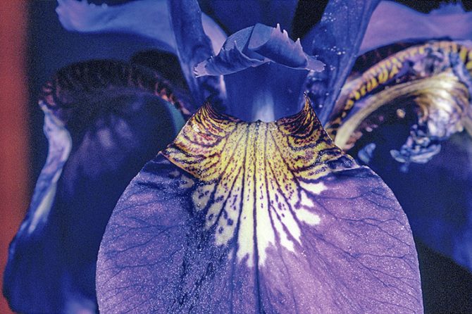 アヤメとカキツバタ、よく似たふたつの花の違いとは？