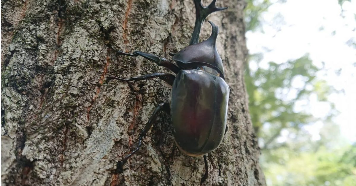 カブトムシ採集のイロハを徹底解説！関東のおすすめスポットも