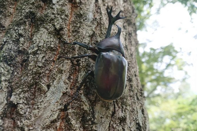 カブトムシ採集のイロハを徹底解説！関東のおすすめスポットも紹介