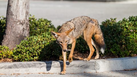 コヨーテとはどんな動物？ばったり出会ってしまったら？【動物ドッキリクイズ・その3】