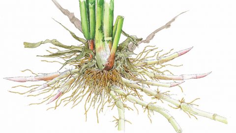 マコモとは？若芽はおいしく葉は便利に使える！