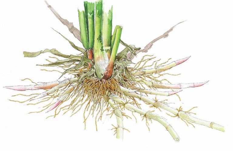 マコモとは?若芽はおいしく葉は便利に使える! | 自然観察・昆虫 【BE-PAL】キャンプ、アウトドア、自然派生活の情報源ビーパル