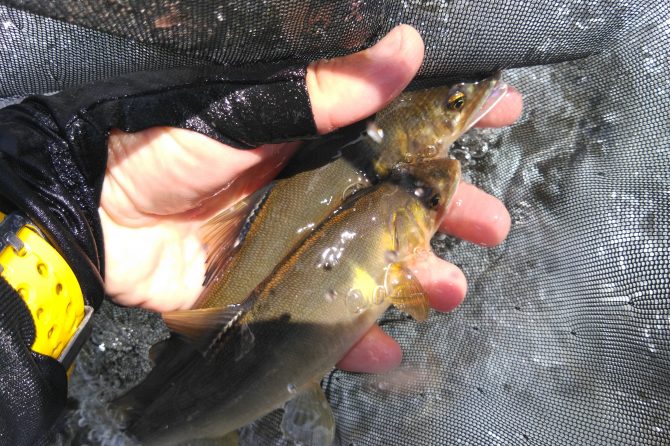 釣りあげられた鮎