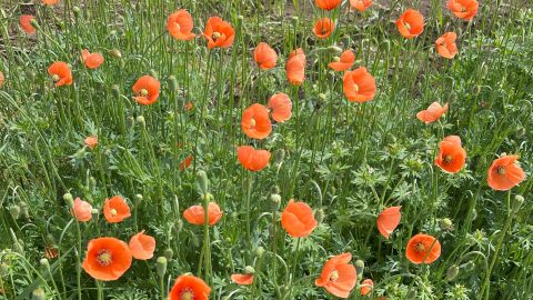 花はきれいだけど、触ると手がかぶれる！ナガミヒナゲシの毒性と注意点