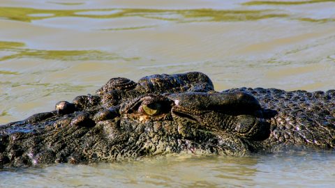 クロックの帝国からクロコダイルの王国「カカドゥ国立公園」へ【「海外書き人クラブ」お世話係・柳沢有紀夫の世界は愉快！】