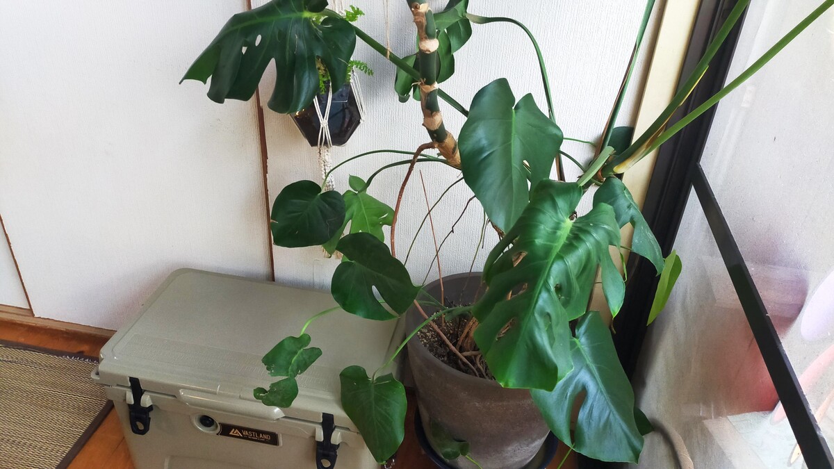植物が屋内に置かれている様子。
